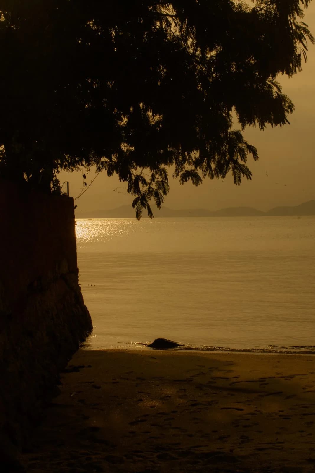 Muro de pedra e o mar dourado sob a árvore