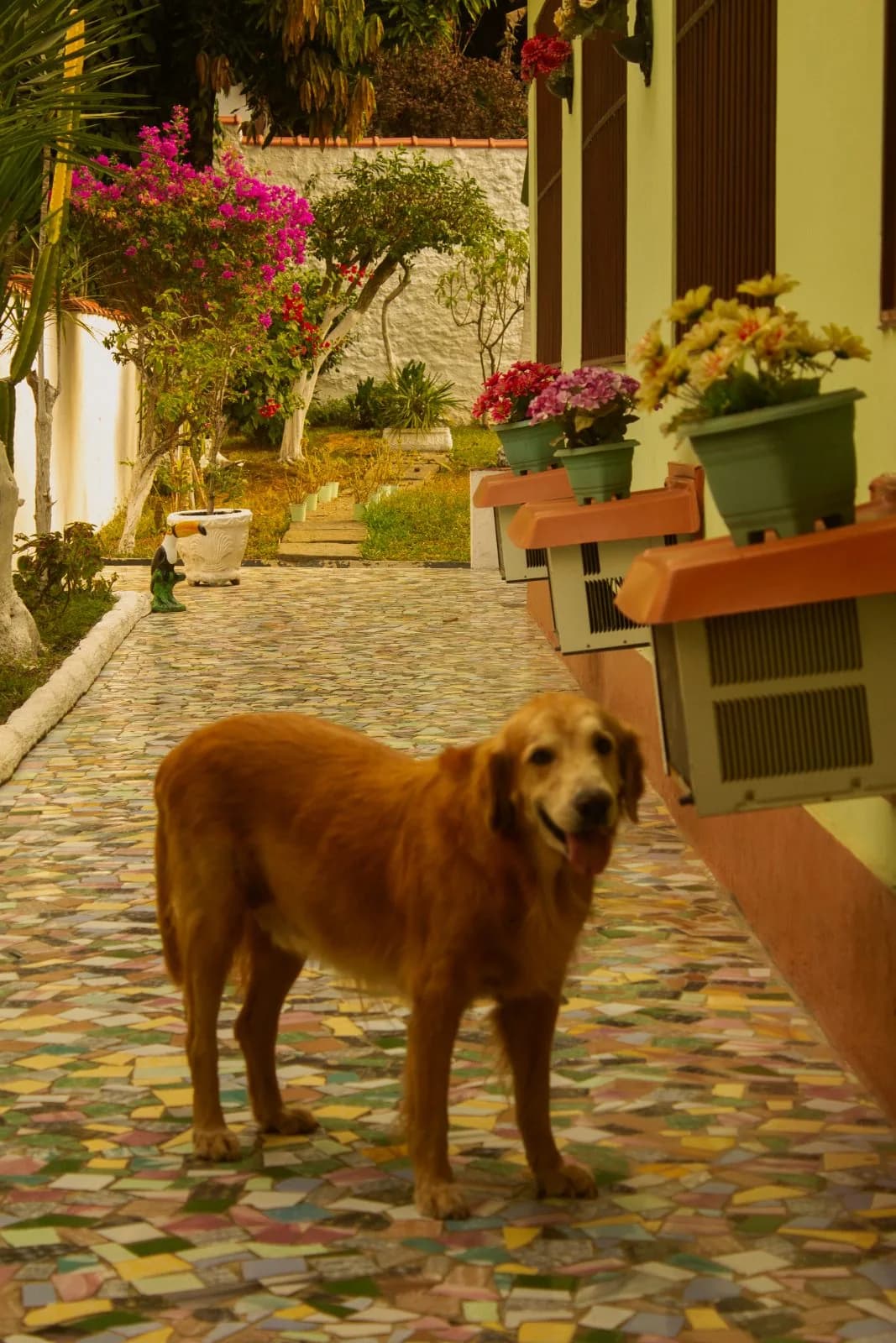 Cachorro na calçada de pedra